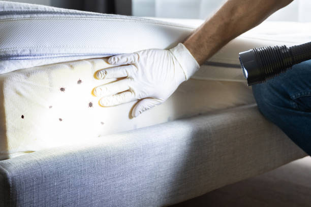 Best Pest Control Near Me  in Wahese, NC