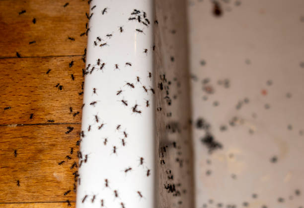 Best Local Pest Control Services  in Wahese, NC