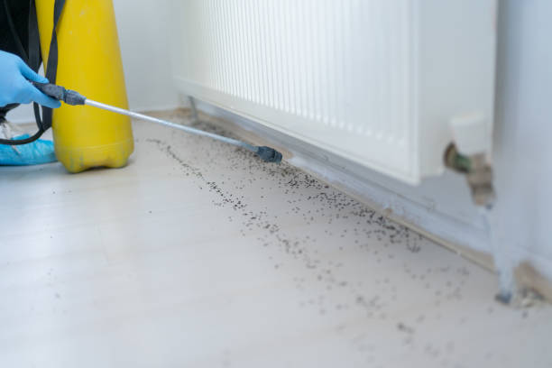 Best Affordable Exterminators  in Wahese, NC